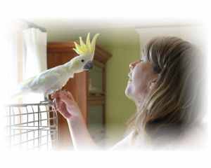 zootherapie quebec granby oiseau image