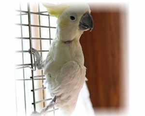 zootherapie oiseau animal service